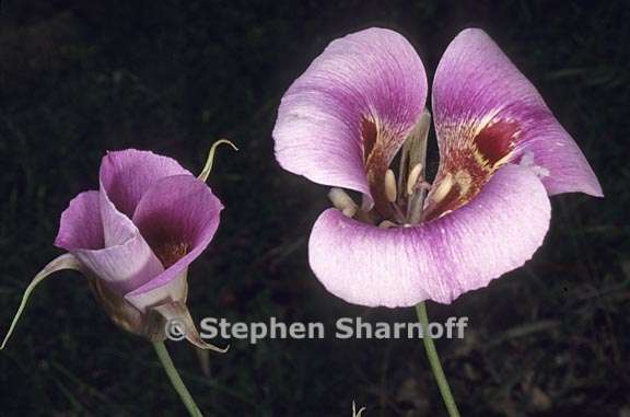 calochortus venustus 7 graphic